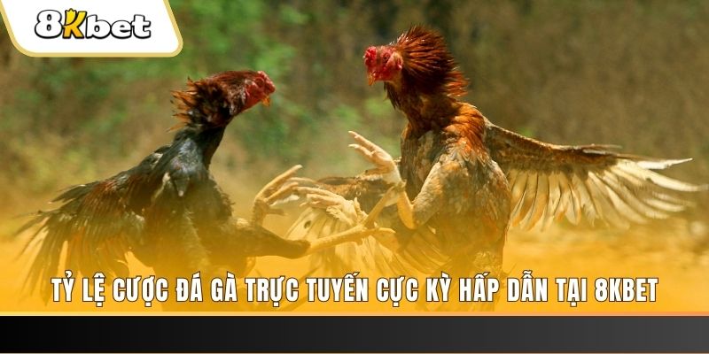 1179king đăng nhập phỏm trực tiếp